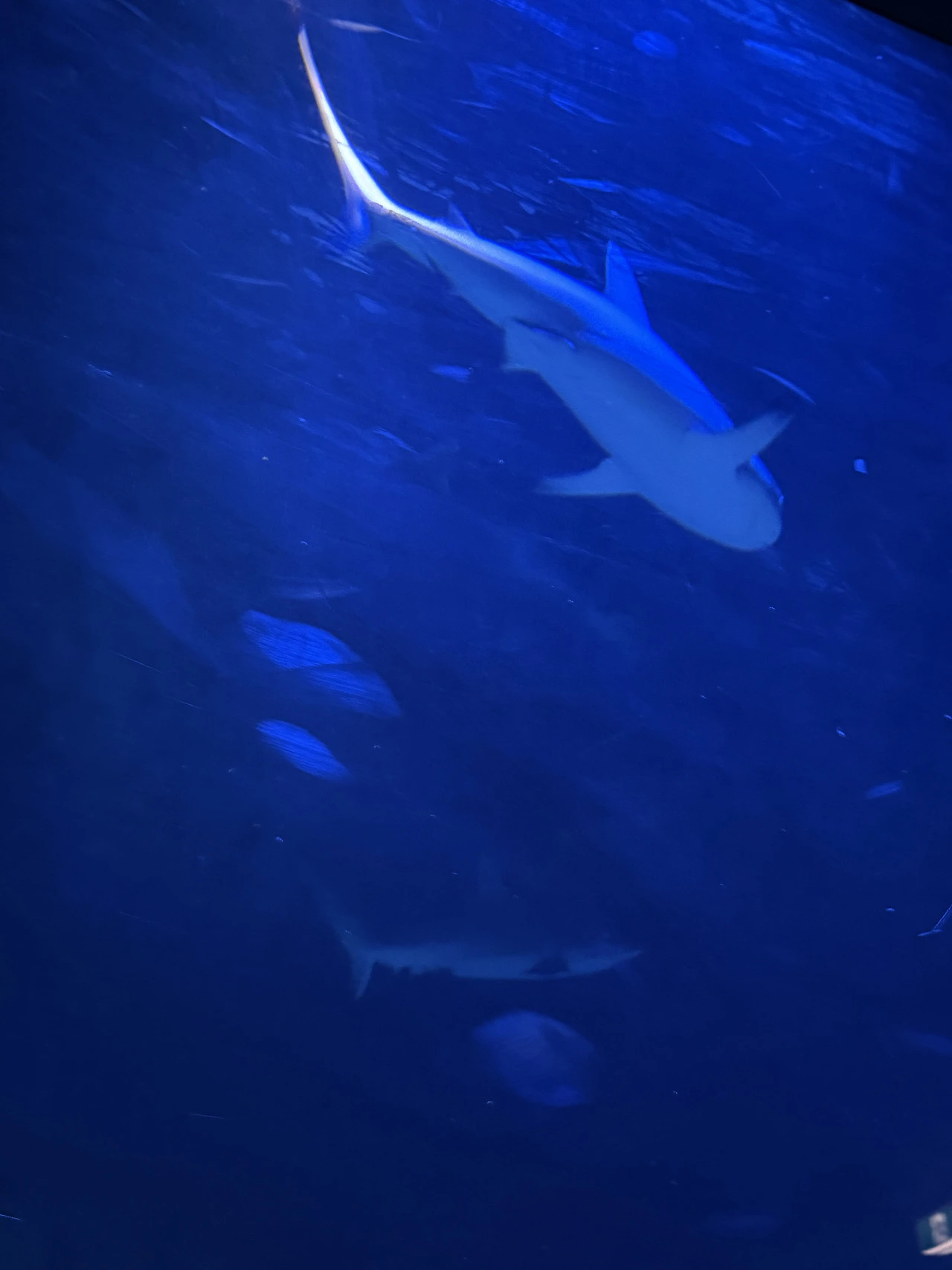 _상어_멜버른해양_수족관.HEIC