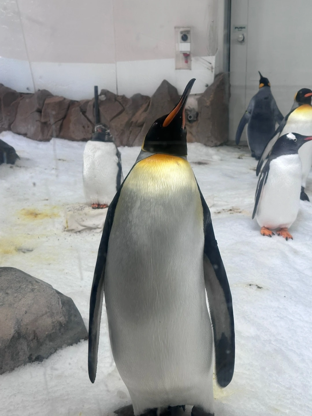 _펭귄_수족관_멜버른_호주여행.JPG