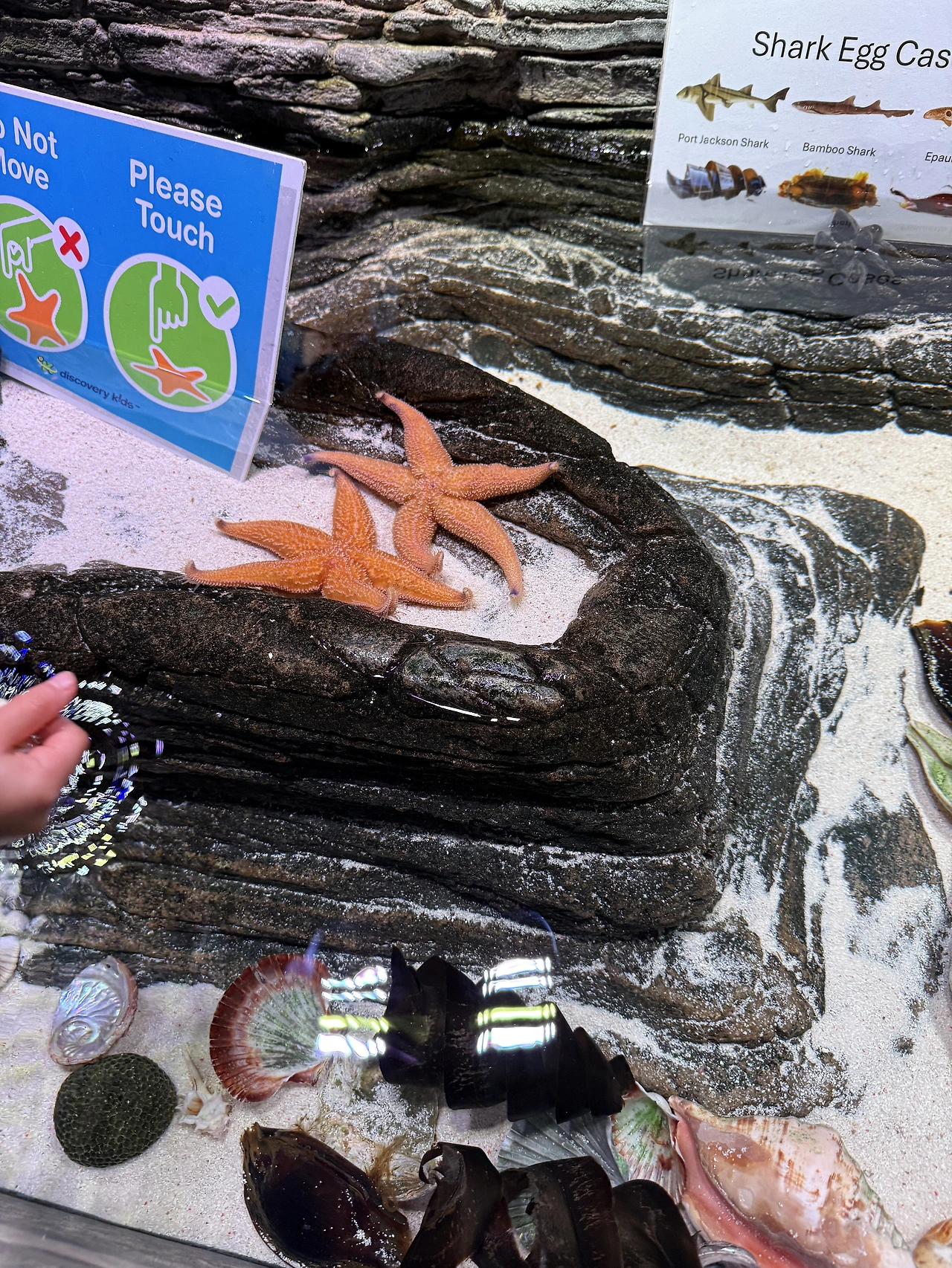 불가사리_멜버른수족관_해양생물_자연체험.HEIC