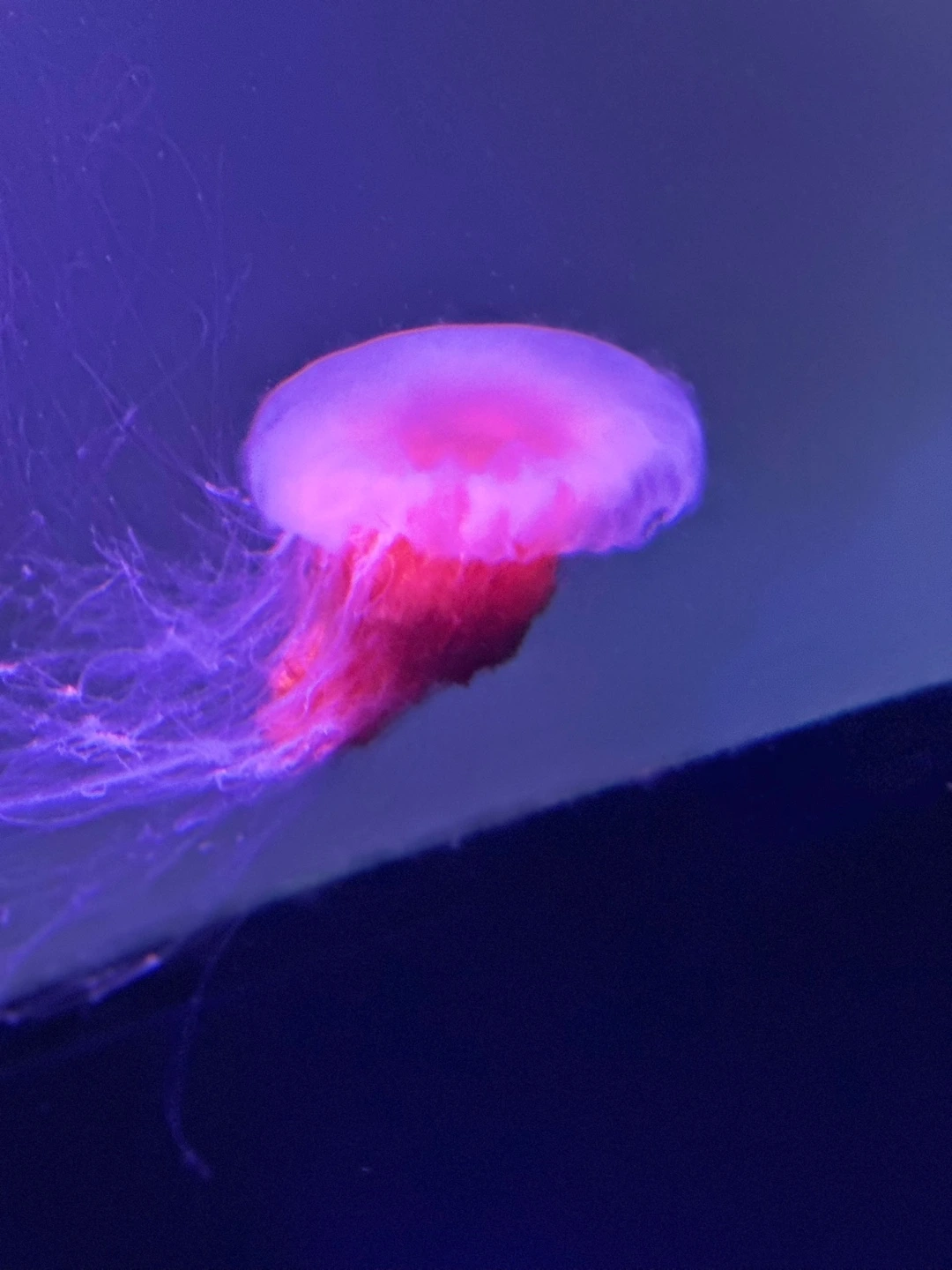 __아이와여행__멜버른수족관_호주_해파리_핑크.JPG