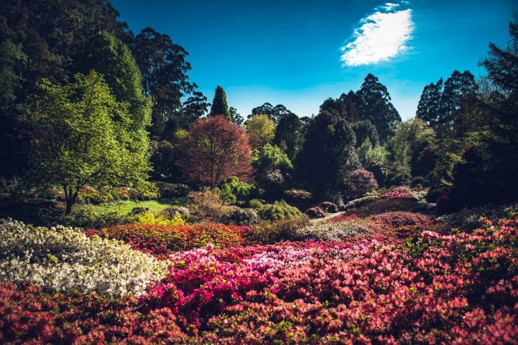 dandenong-ranges-botanic-views.jpg?itok=qFdIyHCS