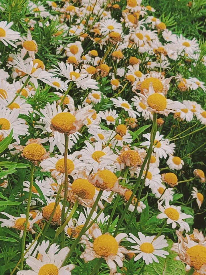 KakaoTalk_20200715_105111425_18.jpg?type=w966