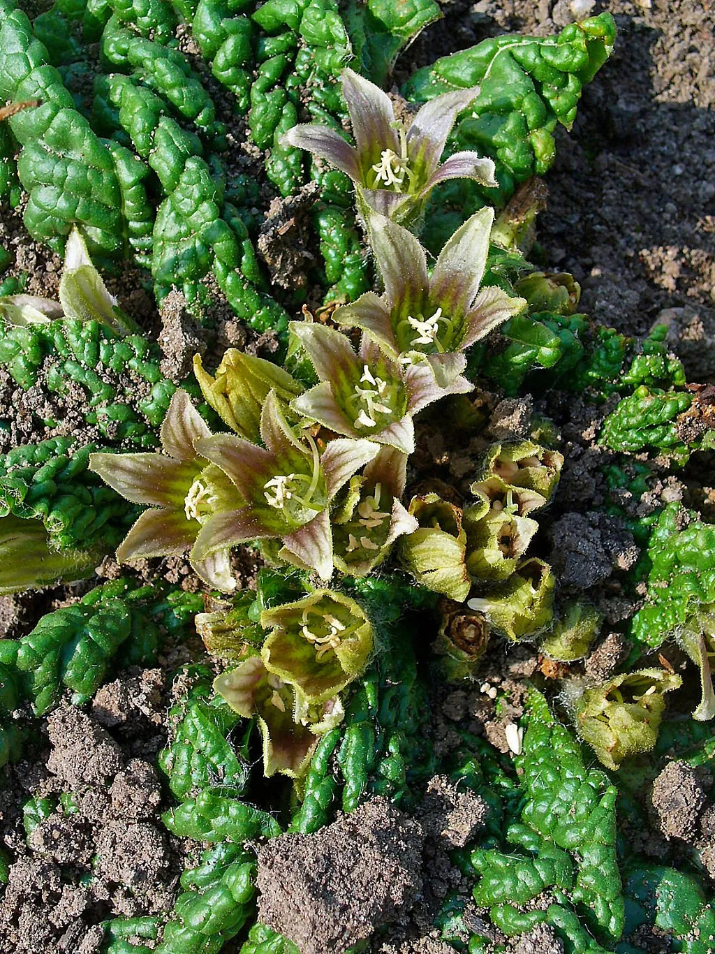 1024px-Mandragora_officinarum_002.JPG