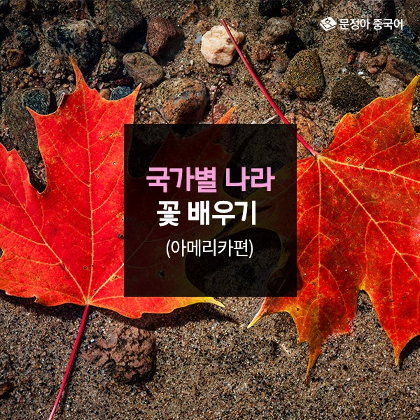 00_%EA%B5%AD%EA%B0%80%EB%B3%84%EB%82%98%EB%9D%BC%EA%BD%83%EB%B0%B0%EC%9A%B0%EA%B8%B0_%EC%BB%A4%EB%B2%84.jpg?type=w1