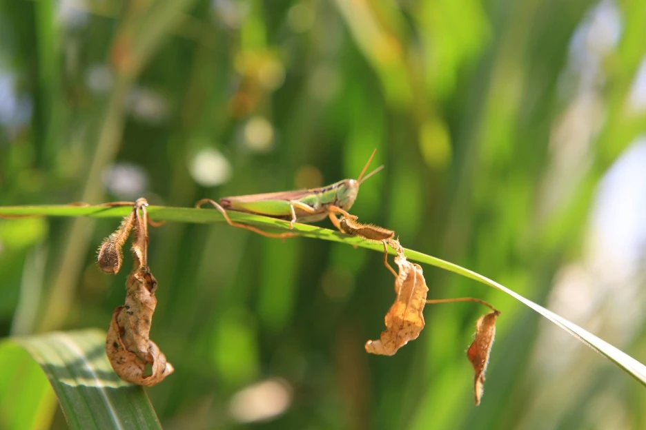 %EC%82%AC%EB%B3%B8_-GettyImages-a12045753_(%EB%A9%94%EB%9A%9C%EA%B8%B0).jpg?type=w1