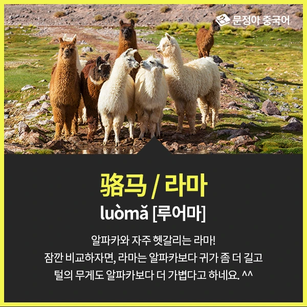 03_%EC%A4%91%EA%B5%AD%EC%96%B4%EB%A1%9C%EC%9E%98%EB%AA%A8%EB%A5%B4%EB%8A%94%EB%8F%99%EB%AC%BC.jpg?type=w1