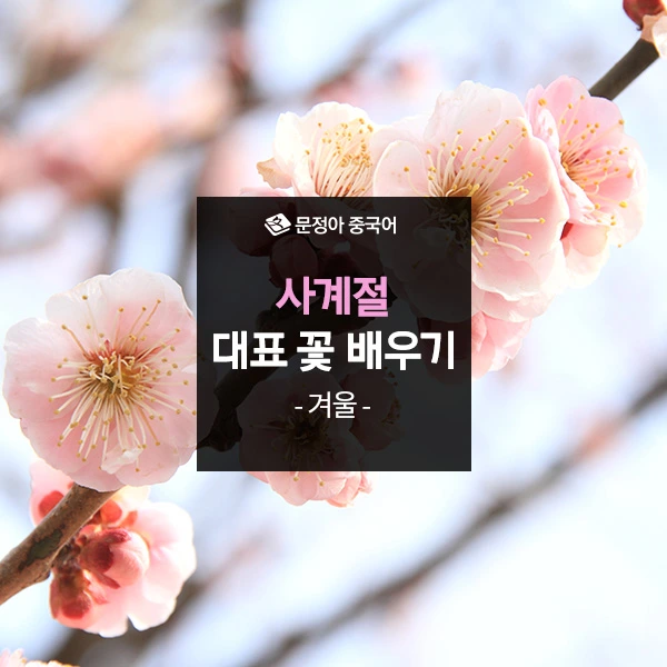 %EC%82%AC%EA%B3%84%EC%A0%88-%EB%8C%80%ED%91%9C%EA%BD%83(%EA%B2%A8%EC%9A%B8)600.jpg?type=w1