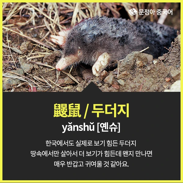 02_%EC%A4%91%EA%B5%AD%EC%96%B4%EB%A1%9C%EC%9E%98%EB%AA%A8%EB%A5%B4%EB%8A%94%EB%8F%99%EB%AC%BC.jpg?type=w1