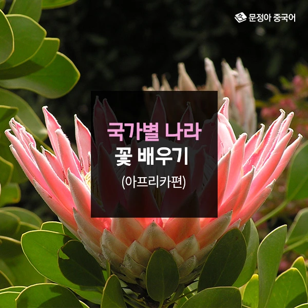 00_%EA%B5%AD%EA%B0%80%EB%B3%84%EB%82%98%EB%9D%BC%EA%BD%83%EB%B0%B0%EC%9A%B0%EA%B8%B0_%EC%BB%A4%EB%B2%84.jpg?type=w1