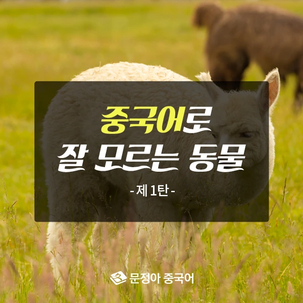 00_%EC%A4%91%EA%B5%AD%EC%96%B4%EB%A1%9C%EC%9E%98%EB%AA%A8%EB%A5%B4%EB%8A%94%EB%8F%99%EB%AC%BC_600x600.jpg?type=w1