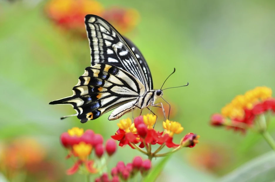 %EC%82%AC%EB%B3%B8_-GettyImages-a12254239_(%EB%82%98%EB%B9%84).jpg?type=w1