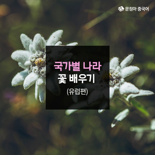 00_%EA%B5%AD%EA%B0%80%EB%B3%84%EB%82%98%EB%9D%BC%EA%BD%83%EB%B0%B0%EC%9A%B0%EA%B8%B0_%EC%BB%A4%EB%B2%84.jpg?type=w1