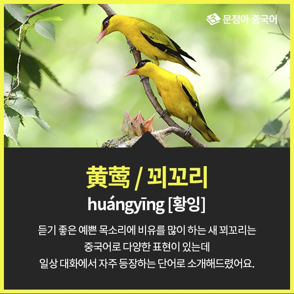 04_%EC%A4%91%EA%B5%AD%EC%96%B4%EB%A1%9C%EC%9E%98%EB%AA%A8%EB%A5%B4%EB%8A%94%EB%8F%99%EB%AC%BC.jpg?type=w1