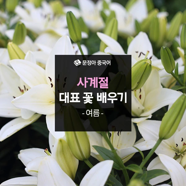 %EC%82%AC%EA%B3%84%EC%A0%88-%EB%8C%80%ED%91%9C%EA%BD%83(%EC%97%AC%EB%A6%84)600.jpg?type=w1