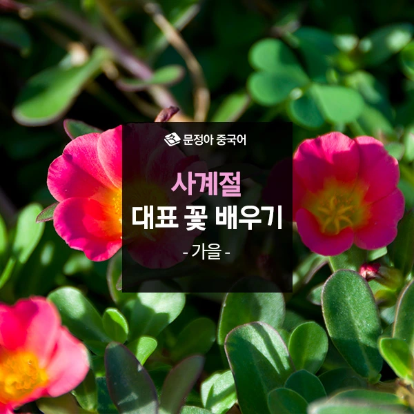 %EC%82%AC%EA%B3%84%EC%A0%88-%EB%8C%80%ED%91%9C%EA%BD%83(%EA%B0%80%EC%9D%84)600.jpg?type=w1