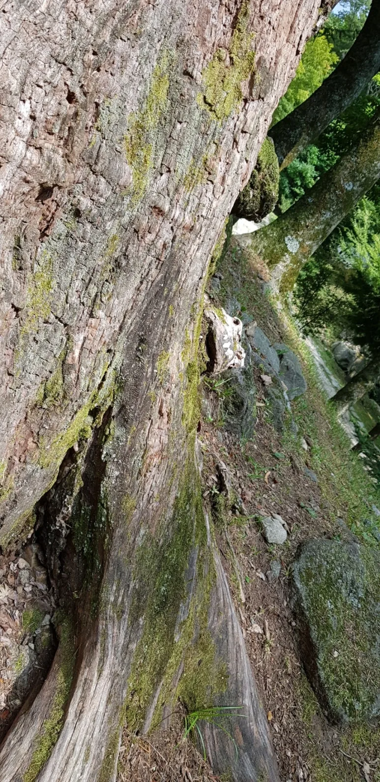 20180809%EF%BC%BF144813.jpg?type=w773