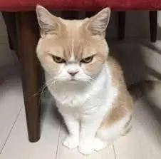 images?q=tbn:ANd9GcSzA5eirzvfmEnlCEjtG_gbX329hAJjZaqgenp9gdsOHTmBhM1hLyMyOISFBdpcCNOmop8&usqp=CAU