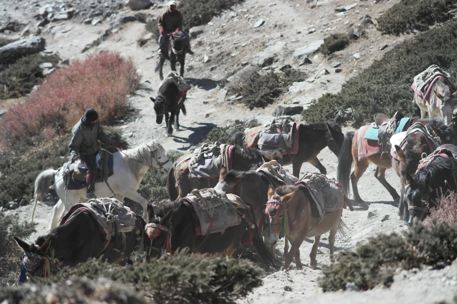 SAM_0944.JPG?type=w1