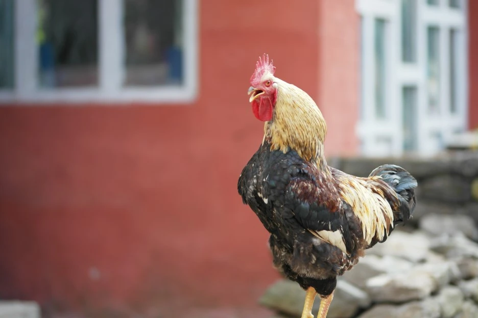 SAM_0427.JPG?type=w1