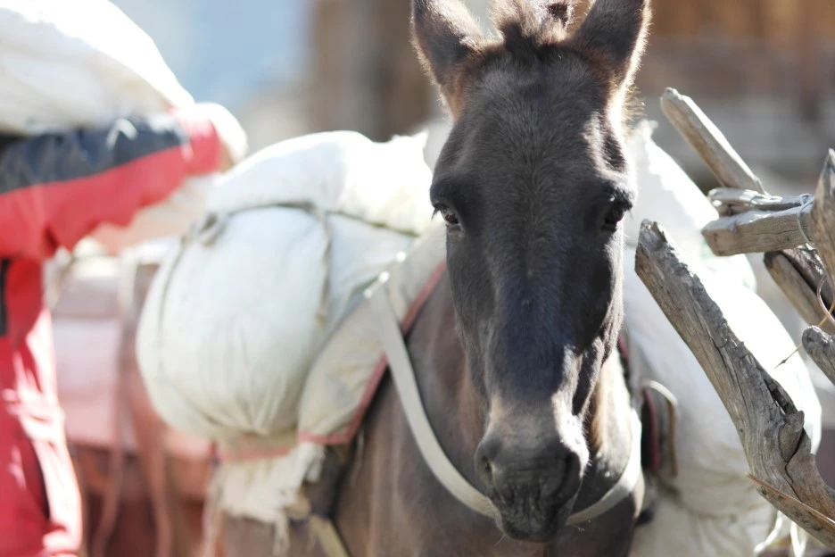 SAM_0641.JPG?type=w1