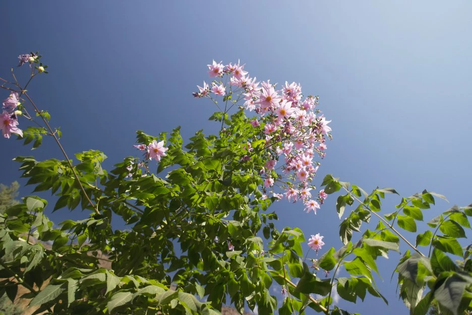 SAM_0397.JPG?type=w1