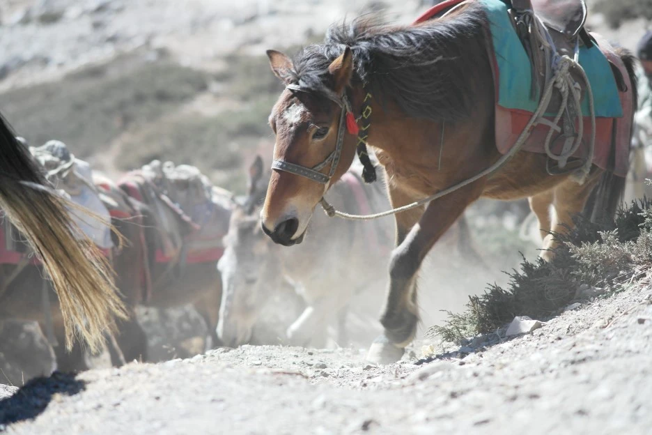 SAM_0945.JPG?type=w1