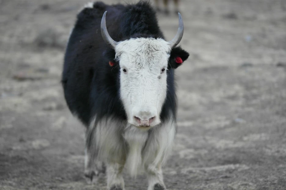 SAM_0921.JPG?type=w1