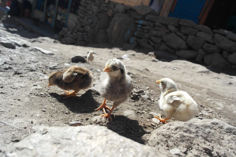 SAM_0386.JPG?type=w1