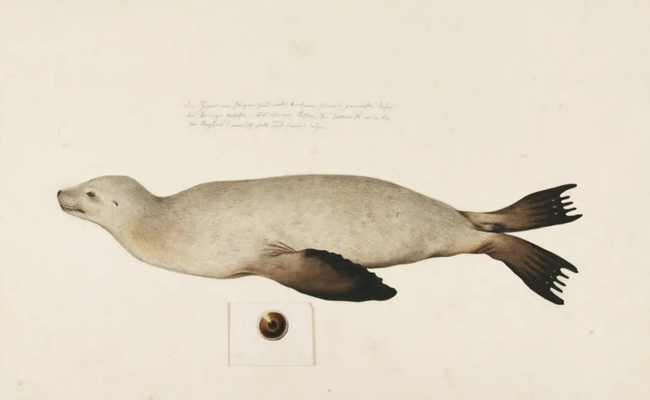 Naturalis_Biodiversity_Center_-_RMNH.ART.862_-_Zalophus_californianus_japonicus_-_Kawahara_Keiga_-_1823_-_1829_-_Siebold_Collection_-_pencil_drawing_-_water_colour.jpeg