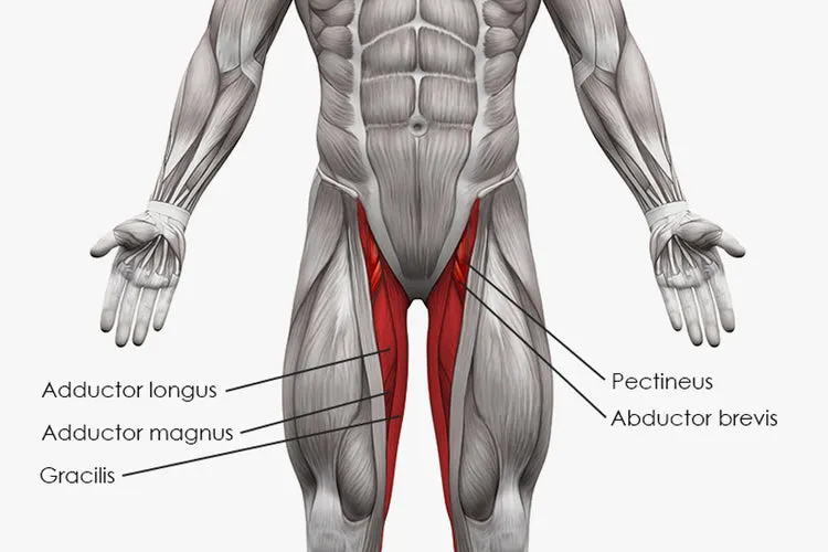 Anatomy_of_Adductor_Muscles_b89eeae0-0c04-4015-8ca5-c799695c6be8.jpg?v=1687794814&width=750