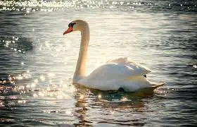 images?q=tbn:ANd9GcQEl0I4dcygqlpTDOMcc-WiDBZ1JQbb-iizmQ&usqp=CAU