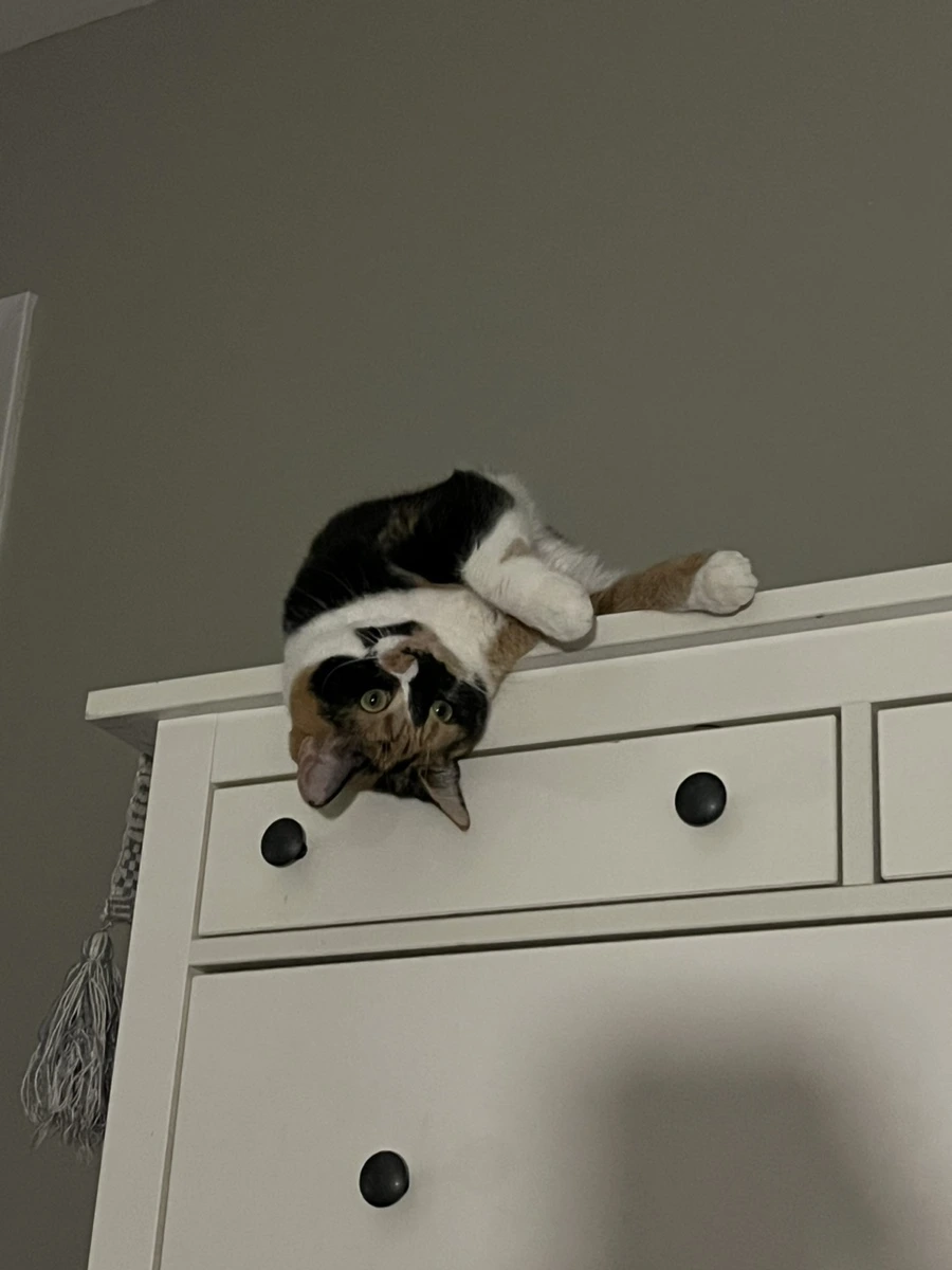 IMG_4386.jpg?type=w966