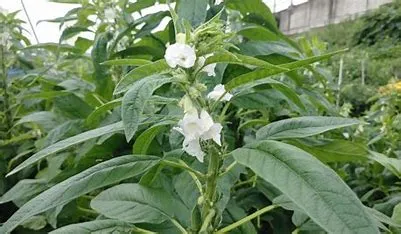 OIP.wkRhA_ne3ysHgqEMcFov6gHaEL?w=309&h=180&c=7&r=0&o=5&dpr=1.3&pid=1.7