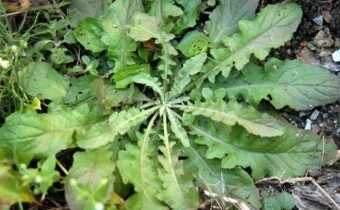 ?src=http%3A%2F%2Fblogfiles.naver.net%2F20160724_267%2Fint9708_1469338410897KPo4x_PNG%2FBandPhoto_2015_04_02_18_35_33.png&type=a340