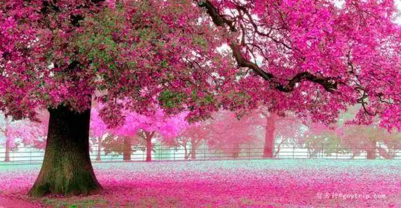 u=3877179011,2798507446&fm=253&fmt=auto&app=138&f=JPEG?w=580&h=301