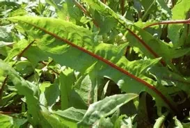 OIP.NxSVIBsdwzEh5S3xd_p7pgAAAA?w=210&h=142&c=7&r=0&o=7&cb=ucfimg2&dpr=1.3&pid=1.7&rm=3&ucfimg=1