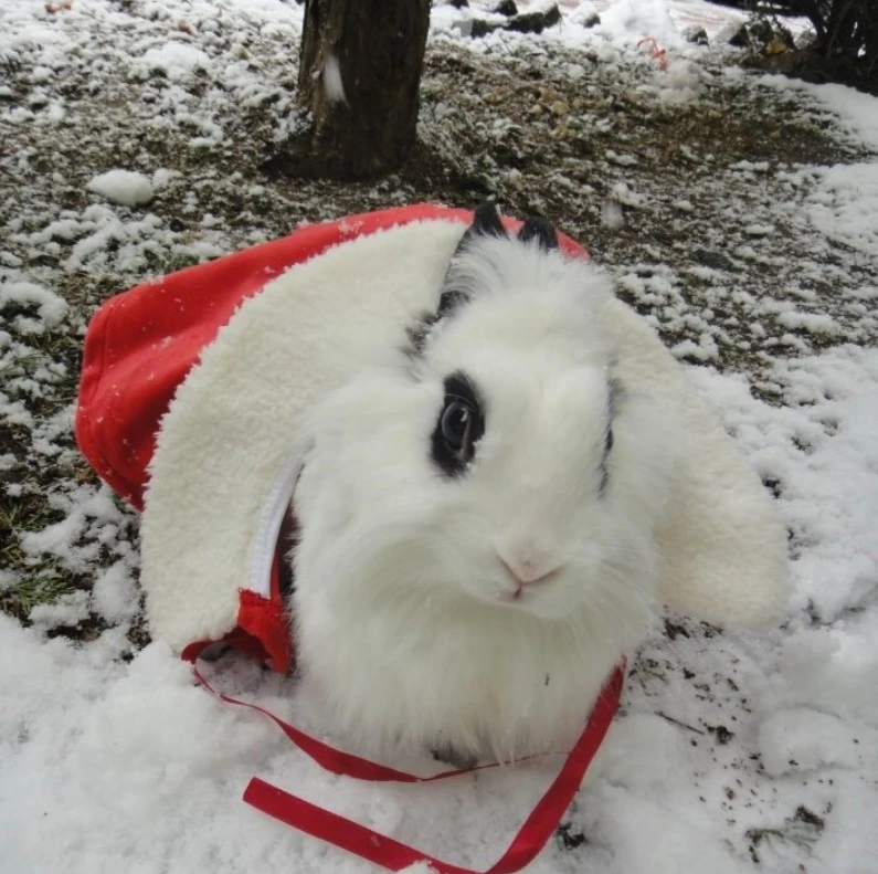 Screenshot 2025-07-24 at 04.45.52.JPG