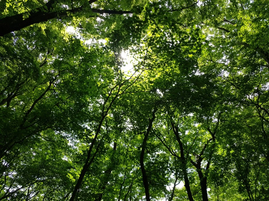 20190611_151238.jpg?type=w1