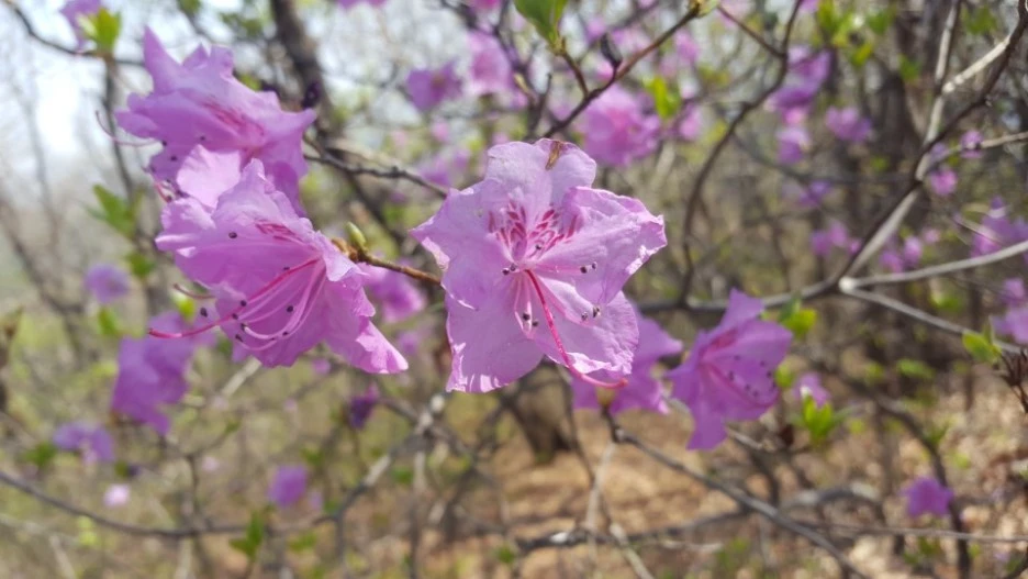 KakaoTalk_20180419_105531666.jpg?type=w1