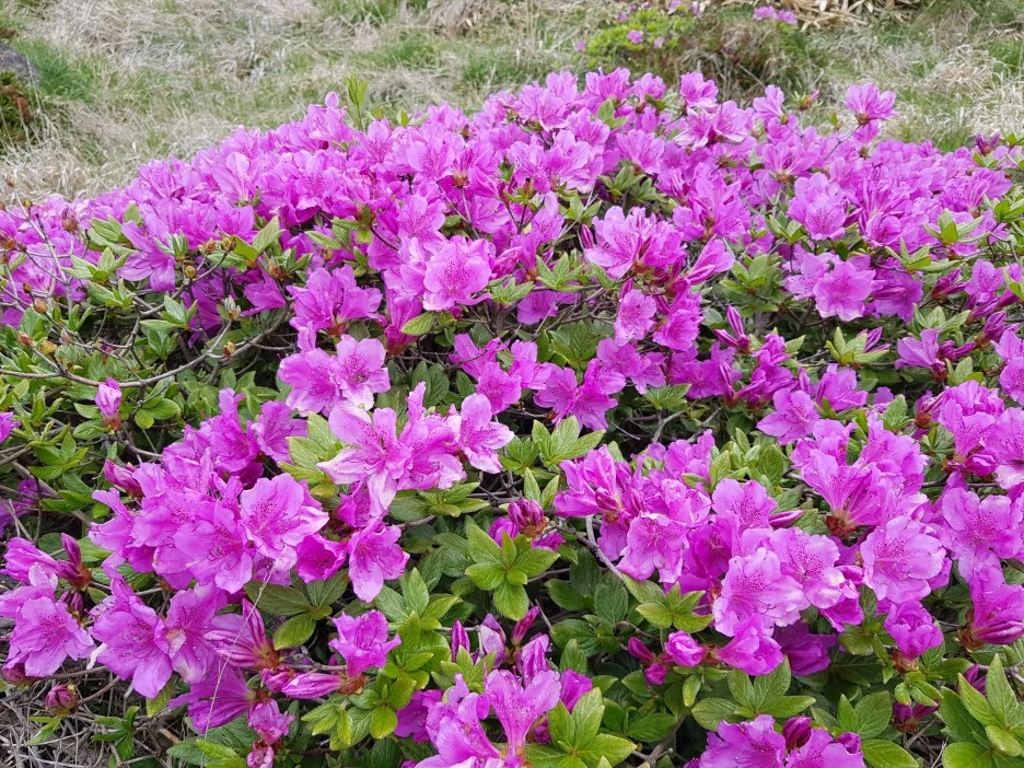 20190611_115011.jpg?type=w1