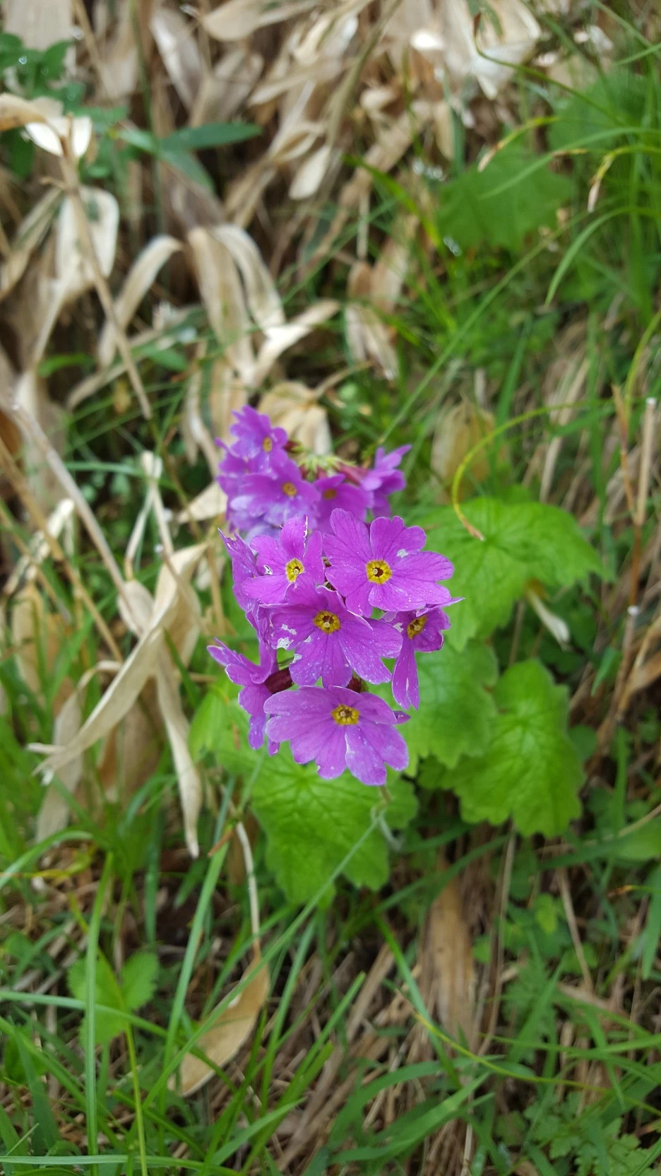 20170621_114921.jpg?type=w1