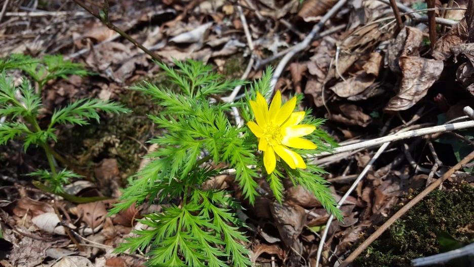 20180327_%EC%A0%9C%EC%A3%BC%EC%97%AC%ED%96%89%EB%B3%B5%EC%88%98%EC%B4%881.jpg?type=w1