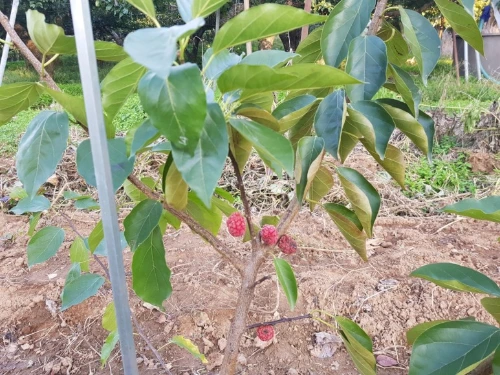 %EA%B5%AC%EC%A7%80%EB%BD%95%EC%97%B4%EB%A7%A4.jpg?type=w773