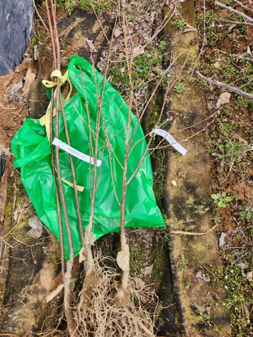 %EB%82%98%EB%AC%B41.jpg?type=w773