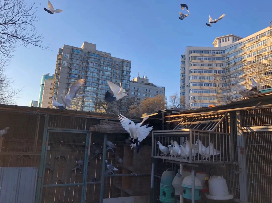 베이징비둘기.jfif