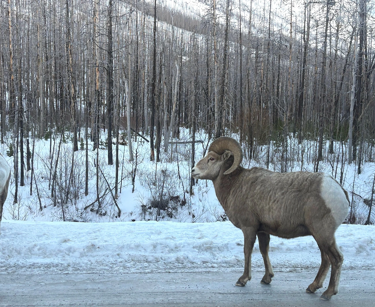 브런치 산양.JPG
