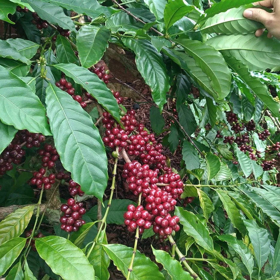 HST_Farm_Coffee_Cherries.jpg?type=w1
