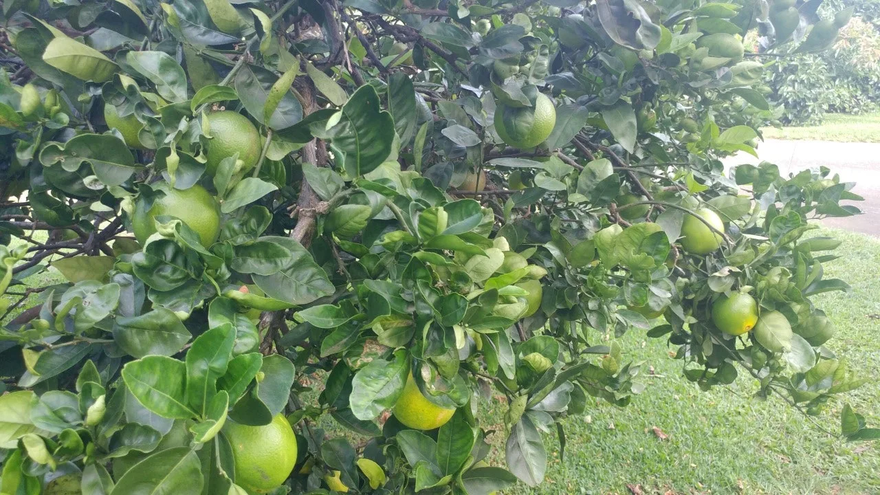 Hawaiian Coffee Farm.jpeg