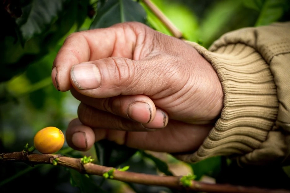 Farmer's_Hand_(Hadjim).JPG?type=w1