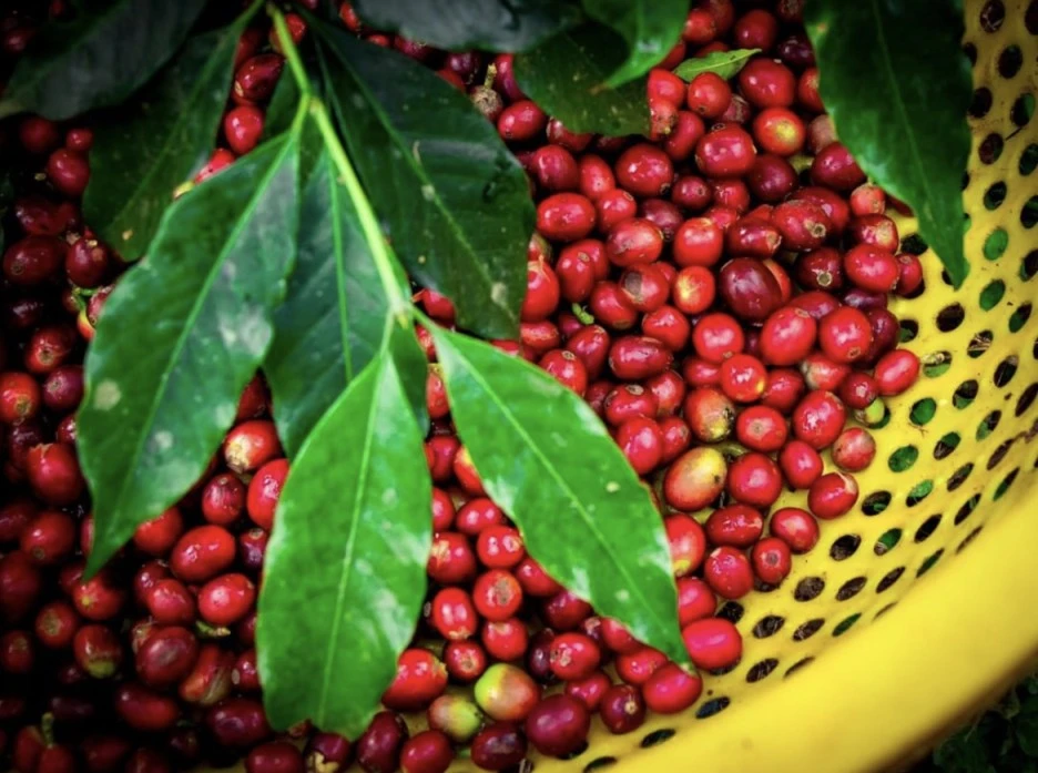 Coffee_Cherries.jpeg?type=w1